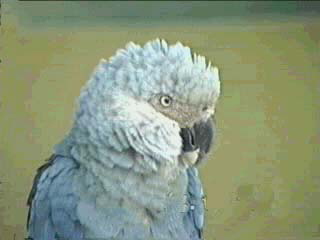 Ara glaucus
